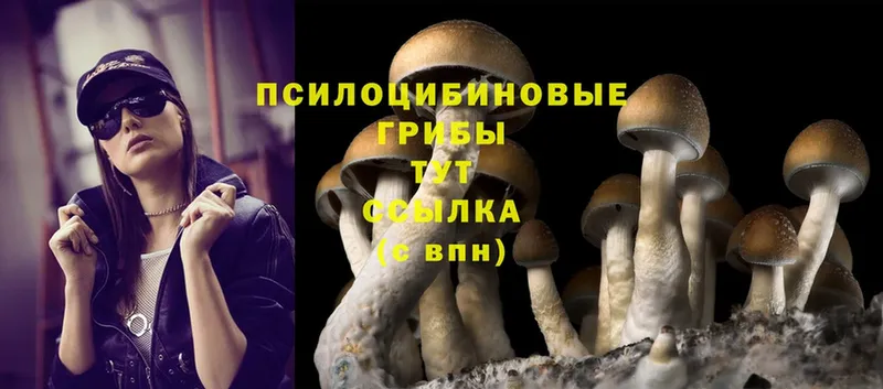 купить наркоту  hydra ONION  Псилоцибиновые грибы Psilocybe  Киренск 